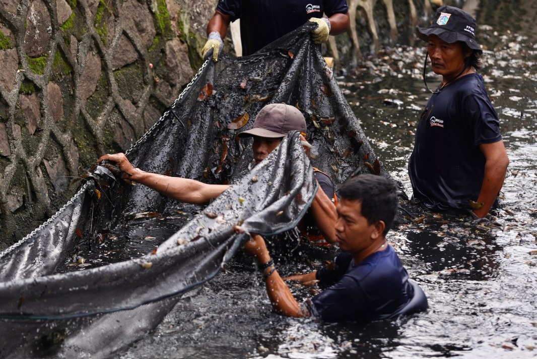 Yuk, cari tahu cara Jakarta kendalikan ikan sapu-sapu dan bangun sistem sanitasi modern demi sungai yang sehat.